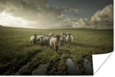 Produktbild von MuchoWow® Poster Schaf - Gras - Wolke 90x60 cm - Schlafzimmer