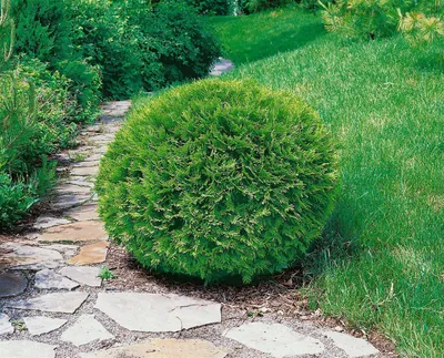 A round, green shrub is planted next to a stone pathway and a grassy lawn.