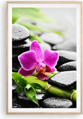 Produktbild von Gerahmtes Poster - Rahmen in heller Eiche - Pflanze Steine Bambus Spa - 61x91,5 cm - Wand Bild - Wanddeko - Wandbilder - Wandposter - Bilderrahmen - Bilder - Kunstdruck - Wandbild - P2NPA61x91-2681