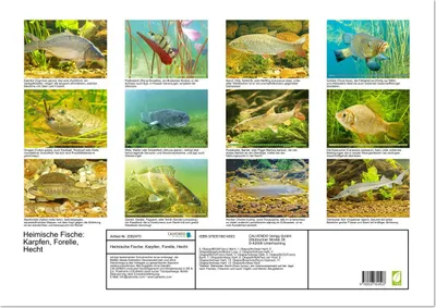 Produktbild von Heimische Fische: Karpfen, Forelle, Hecht (Wandkalender 2026 DIN A2 quer), CALVENDO Monatskalender
