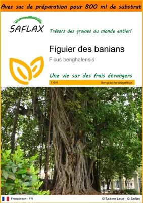 Image de SAFLAX Garden in the bag - Figuier des banians - 20 graines - Ficus