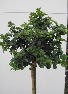 Produktbild von Hochstamm Kugelesche Grüne Kugel - Fraxinus ornus Mecsek - Stamm 80cm + Krone