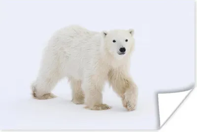 Produktbild von MuchoWow® Poster Eisbär - Schnee - Weiß 180x120 cm - Fotoplakat