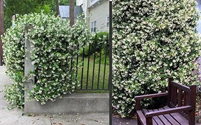 Immagine prodotto di Gelsomino stellato 30-50 cm - Sempreverde, profumato e resistente al freddo Trachelospermum jasminoides