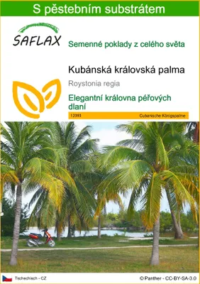 Obrázek produktu pro SAFLAX - Kubánská královská palma - Roystonia regia - 8 Semena - S pěstebním substrátem bez klíčků