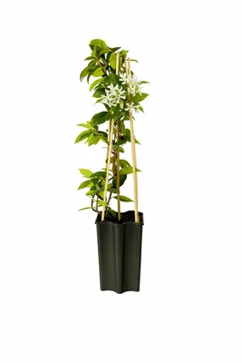 Produktbild von Sternjasmin Trachelospermum jasminoides 50–70 cm – Immergrüne, winterharte Kletterpflanze mit starkem Duft – Duftjasmin, ideal für Garten & Terrasse