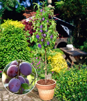 A plum tree with ripe purple plums in a garden setting, with a close-up inset of the plums.