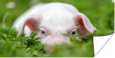 Produktbild von MuchoWow® Poster Schwein - Tiere - Groß 160x80 cm - Foto Poster