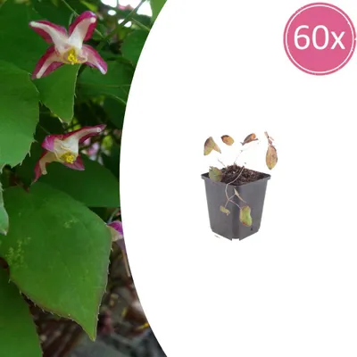 Produktbild von Epimedium rubrum | 60 Stück - 10-25cm - Ø9cm - Gartenpflanze
