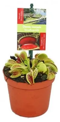 Productafbeelding van Vliegenval plant - Dionaea muscipula - 12 cm pot