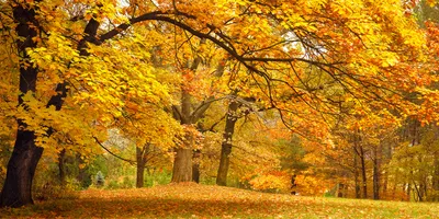 Produktbild von Tulup® Leinwandbild - 140x70 cm - Wandkunst - Drucke auf Leinwand - Leinwanddruck  - Landschaften - Gelb - Herbst im Park
