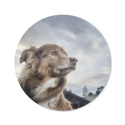 Produktbild von MuchoWow® Mauspad Mousepad Starrender Hund 40x40 cm - Mousepads - Maus Mat - Pad - Mausunterlage - Schreibtisch Accessoires