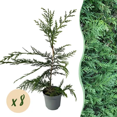 Produktbild von GreenboutiQ - Rastliny na živý plot - Cupressocyparis leylandii - list zelený - 8 rastlín - 1 bežný meter - vždyzelený - hrniec 9cm výška 35-40cm