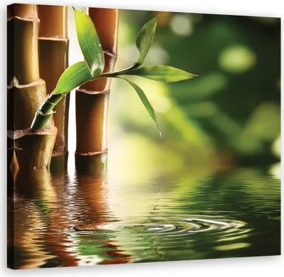 Produktbild von Leinwandbild Bambus Zen 60x60 Feeby Grün bild für die wand bereit zum aufhängen
