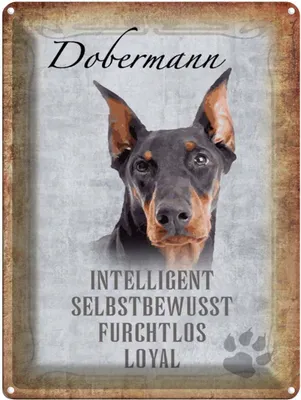 Produktbild von vianmo Blechschild 40x30 cm Dobermann Hund loyal