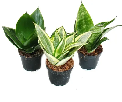 Obrázok produktu pre Sansevieria trifaciata hahnii - 3 versch. Rastliny v kvetináci 5,5 cm - konope oblúkovité, svokrin jazyk