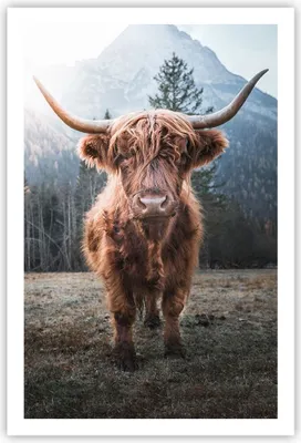 Produktbild von Poster - Poster ohne Rahmen - Scotch Kuh Weide - 61x91,5 cm - Wand Bild - Wanddeko - Wandbilder - Kunstposter - Wandposter - Bilder - Kunstdruck - Wanddekoration - Wandbild - P2XPA61x91-5188