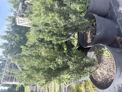 Produktbild von Säuleneibe ‘Fastigiata’ 30–50 cm im Topf – immergrüne Eibe für Hecke