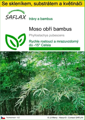 Obrázek produktu pro SAFLAX Kultivační sada - Moso obří bambus - Phyllostachys pubescens - 20 Semena - S mini skleníkem, pěstebním substrátem a 2 květináči