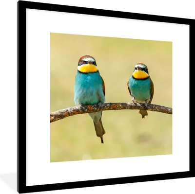 Produktbild von MuchoWow® Gerahmtes Poster Vögel - Tiere - Bienenfresser 40x40 cm - Poster mit Schwarzem Bilderrahmen Wandposter Rahmen Foto Bilder - Poster - Plakat im Rahmen