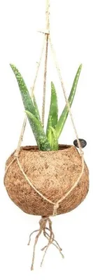 Obrázek produktu pro Kokodama Aloe Vera (L)