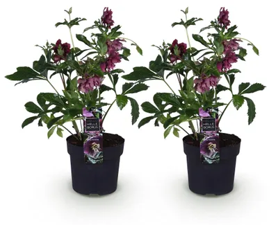 Produktbild von GreenboutiQ - Gartenpflanze - Lenzrose - Helleborus orientalis Double Ellen Red - Rote Blüte - 2 Pflanzen - Immergrün - Topf 14cm Höhe 35cm