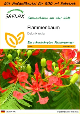 Produktbild von SAFLAX Garden in the bag - Flammenbaum - Delonix regia - 6 Samen - Mit Anzuchtsubstrat im praktischen, selbst aufstellenden Beutel