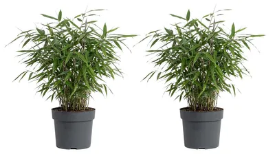 Image de Bloomique - Lot de 2 - Fargesia Asian Wonder - Plante bambou - Non invasive - Plante de Jardin - Plante haie - 20-40 cm hauteur - Pot 14 cm