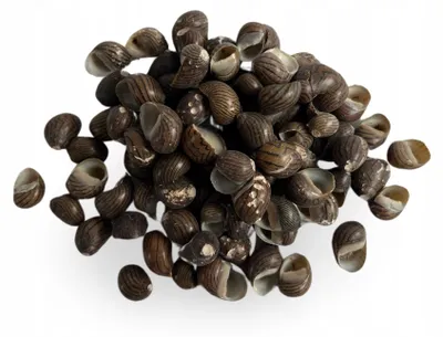 Produktbild von Aquarium Muscheln Naturdeko 100 g, 1-4 cm, für Aquarien und Zierfische, natürliche Dekoration für Süßwasserbecken