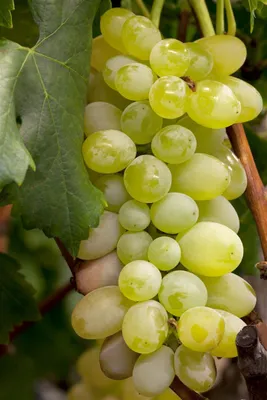 Produktbild von Vitis vinifera 'Primus', Weinrebe, 80–100 cm