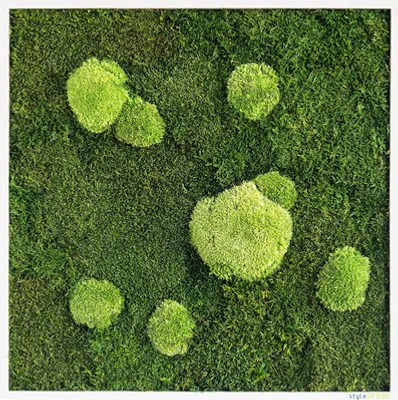 Produktbild von Moosbild Wald & Kugelmoos 55x55 cm