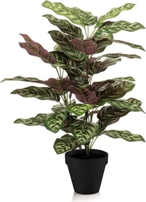 Produktbild von Calathea – Kunstpflanze – 65cm hoch – Ø17cm – Naturgetreue Blätter in Grüntönen – Pflegefrei – Für Wohnzimmer, Büro & Flur