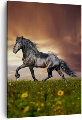 Produktbild von Bild auf Leinwand - Leinwandbild - Einteilig - Pferd Tier Wiese - 50x70cm - Wand Bild - Wanddeko - Wandbilder - Leinwanddruck - Kunstdruck - Wanddekoration - Leinwand bilder - Wandbild - PA50x70-2608