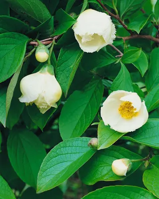 Produktbild von Stewartia pseudocamellia, Japanische Scheinkamelie, 60–80 cm