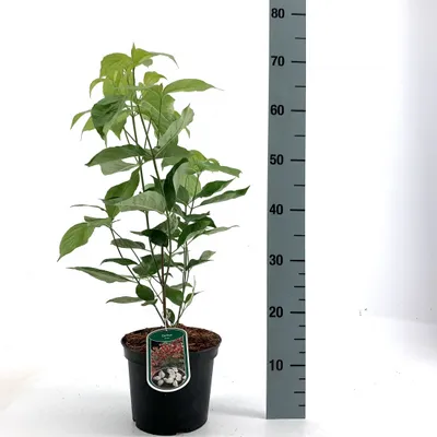 Produktbild von Amerikanischer Blumen-Hartriegel 60-80 cm - Cornus florida -  Heckenpflanze