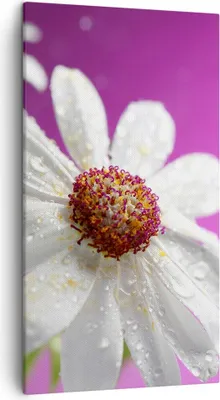 Produktbild von Bild auf Leinwand - Leinwandbild - Blume frühling garten - 45x80cm - Wand Bild - Wanddeko - Leinwanddruck - Bilder - Kunstdruck - Wanddekoration - Leinwand bilder - Wandkunst - PA45x80-2469