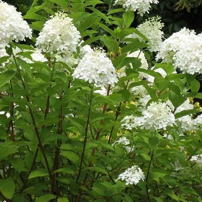 Immagine prodotto di 2 x  ortensia  - Hydrangea paniculata 'Grandiflora'  | 40-50 cm in vaso