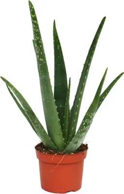 Zdjęcie produktu dla Aloes - ok. 3 lata - doniczka 12 cm