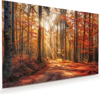Produktbild von Glasbild 75x50cm in XXL für Wohnzimmer, Schlafzimmer Motiv Herbstlicher Waldweg