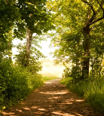 Produktbild von Fototapete - Forest Path 225x250cm - Vliestapete