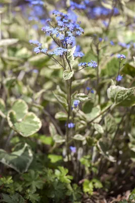Produktbild von Brunnera macrophylla 'Hadspen Cream', Kaukasusvergissmeinnicht, ca. 11x11 cm Topf