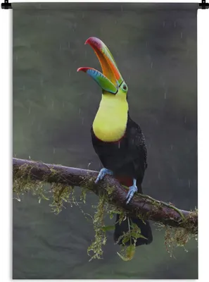 Produktbild von MuchoWow® Wandteppich Wandbehang Tukan im Regen 60x90 cm Tapisserie Dekoration Wandtuch - Foto-Teppich - Abwaschbar