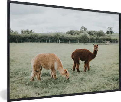 Produktbild von MuchoWow® MuchoWow® Gerahmtes Poster Alpakas - Tiere - Gras 90x60 cm - Poster mit zchwarzem Bilderrahmen - Fotorahmen - Foto-Plakat