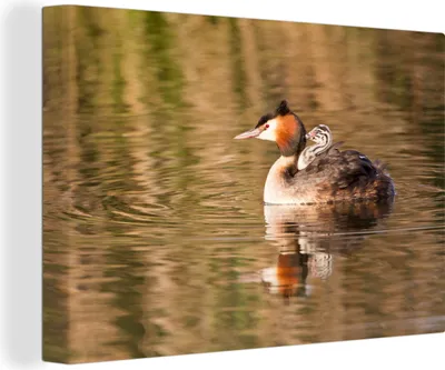 Produktbild von OneMillionCanvasses® - Leinwandbilder - 140x90 cm, Haubentaucher schwimmt mit seinen Jungen im Wasser, Wandbilder Kunstdruck Wanddekoration