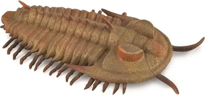 Zdjęcie produktu dla Trylobit COLLECTA Redlichia Rex