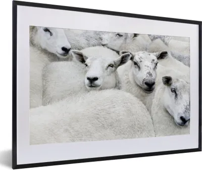 Produktbild von MuchoWow® Gerahmtes Poster Schafe - Tiere - Bauernhof 60x40 cm - Poster mit Schwarzem Bilderrahmen Wandposter Rahmen Foto Bilder - Schlafzimmer - Plakat in Rahmen - Drucken