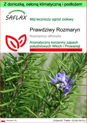 Zdjęcie produktu dla SAFLAX - Garden to go - Prawdziwy Rozmaryn - 100 Nasiona - Z doniczką, pokrywą klimatyczną i podłożem do uprawy - Rosmarinus officinalis