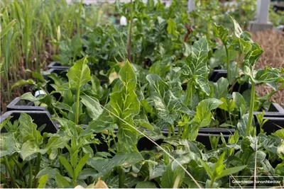Zdjęcie produktu dla 6 x Arum italicum - arum włoskie w doniczce 9x9cm