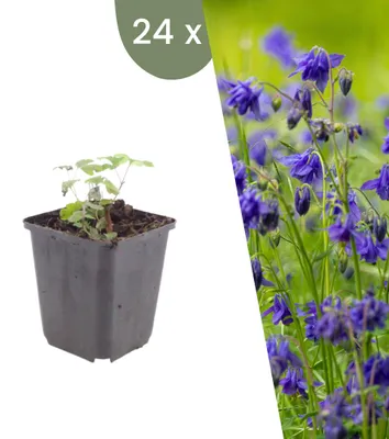 Produktbild von Plants by Frank | 24 Akelei Pflanzen | Aquilegia Vulgaris | Stauden | Winterhart | Mehrjährig | Gartenpflanzen