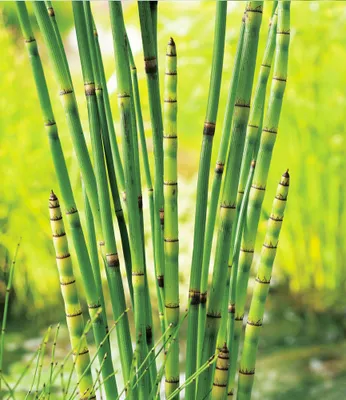 Produktbild von BALDUR Garten 3x Japanischer Schachtelhalm, Pflanzen mit 4 cm-Topfballen, winterharte Teichpflanze, dekorativer Blickfang auch im Winter, auffällige Stängel mit schwarzen Querstreifen, pflegeleicht